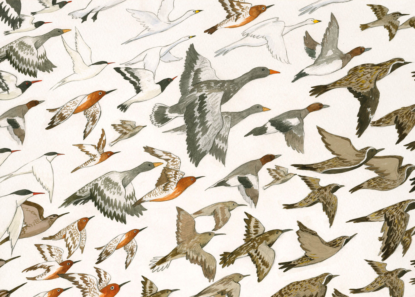 Postcard – Birds of Iceland by Linda Ólafsdóttir