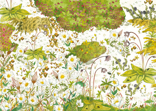 Postcard – Flora of Iceland by Linda Ólafsdóttir