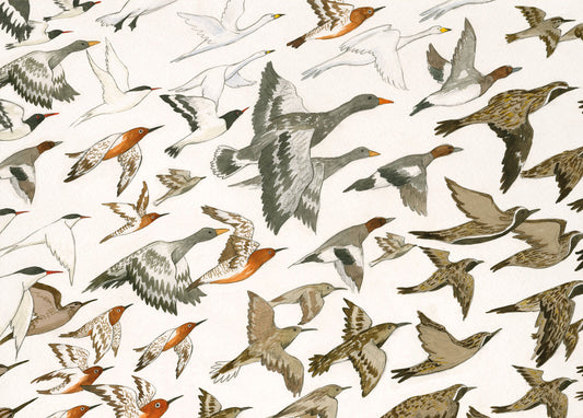Postcard – Birds of Iceland by Linda Ólafsdóttir